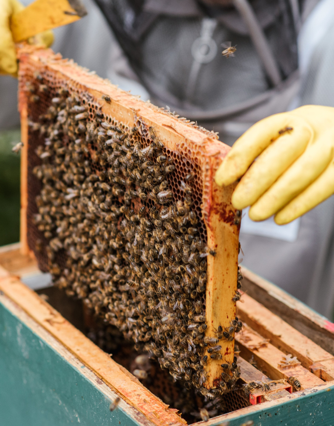 Les Écodécouvertes: Urban beekeeping: such a good idea? 