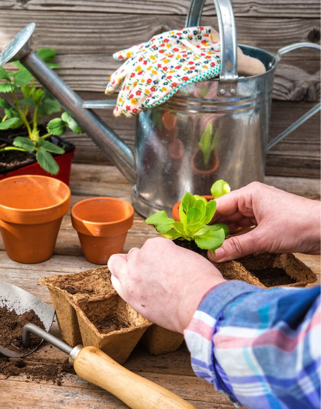 Les Écodécouvertes : Potager d’hiver dans la maison, pourquoi et comment ?